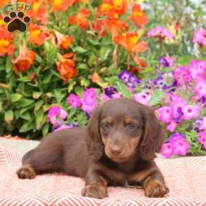 Bullseye-Mini, Dachshund Puppy