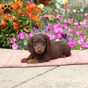 Bullseye-Mini, Dachshund Puppy