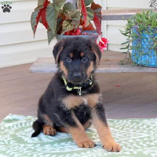 Bunny, German Shepherd Puppy