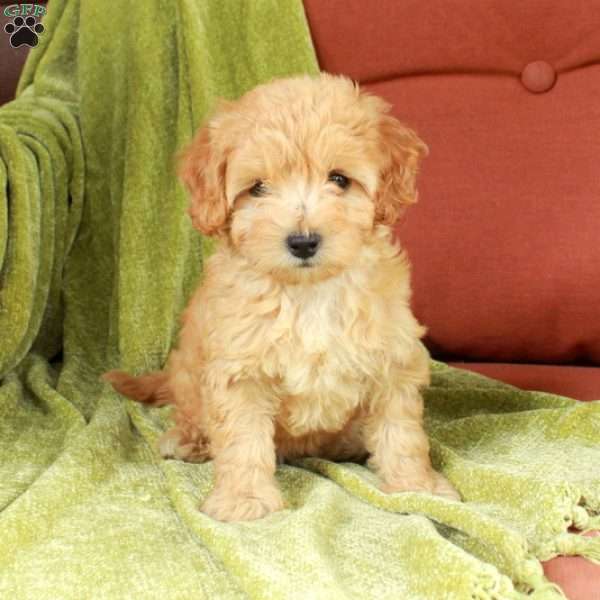 Bunny, Havapoo Puppy