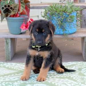 Bunny, German Shepherd Puppy