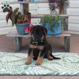 Bunny, German Shepherd Puppy