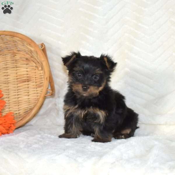 Buster, Yorkie Puppy