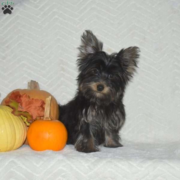 Buster, Yorkie Puppy