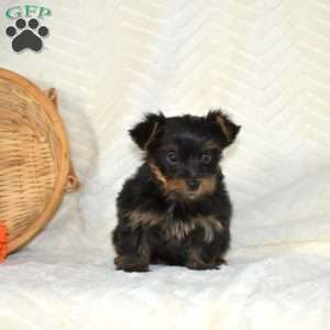 Buster, Yorkie Puppy
