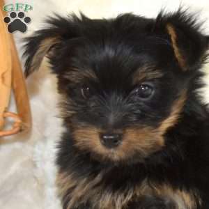 Buster, Yorkie Puppy