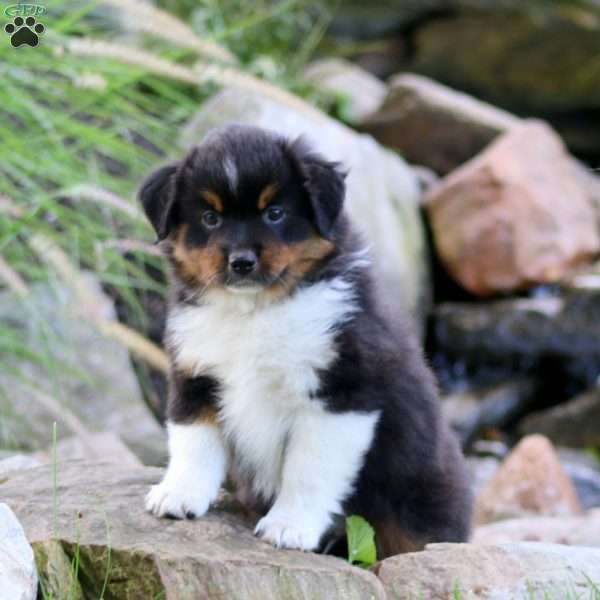 Buster, Miniature Australian Shepherd Puppy