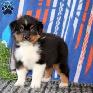Buster, Miniature Australian Shepherd Puppy