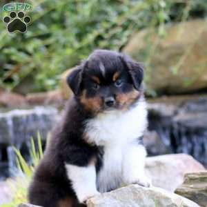 Buster, Miniature Australian Shepherd Puppy