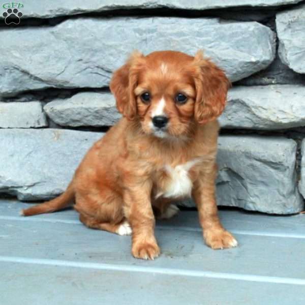 Buttercup, Cavapoo Puppy