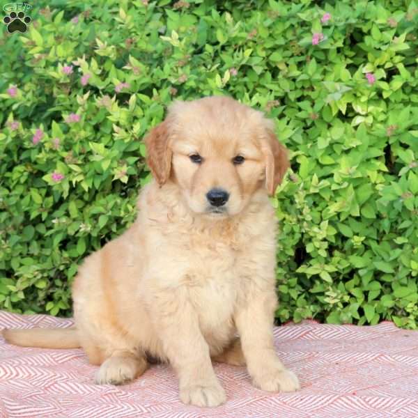 Buttercup, Golden Retriever Puppy