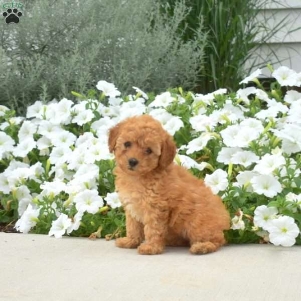 Buttercup, Toy Poodle Puppy