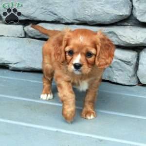 Buttercup, Cavapoo Puppy