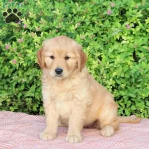 Buttercup, Golden Retriever Puppy