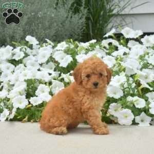 Buttercup, Toy Poodle Puppy
