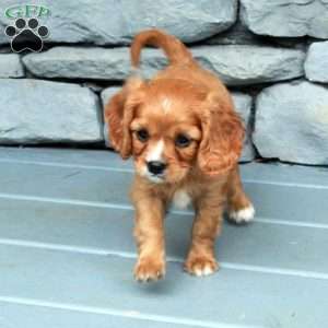 Buttercup, Cavapoo Puppy