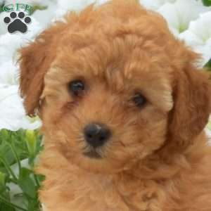 Buttercup, Toy Poodle Puppy