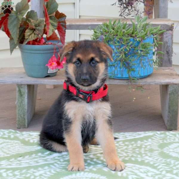 Butterscotch, German Shepherd Puppy