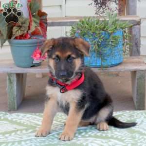 Butterscotch, German Shepherd Puppy