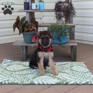 Butterscotch, German Shepherd Puppy