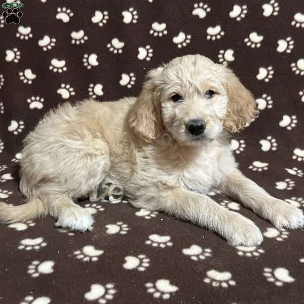 SWITL, Goldendoodle Puppy