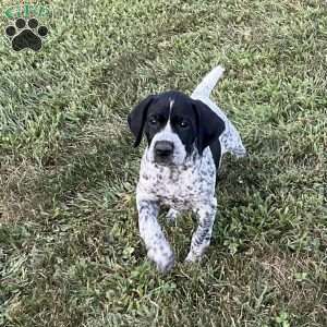 Bristol, German Shorthaired Pointer Puppy