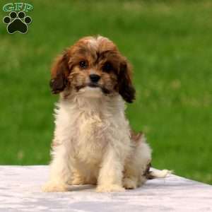Abbey, Cavachon Puppy