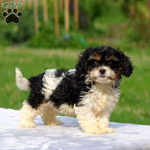 Aden, Cavachon Puppy
