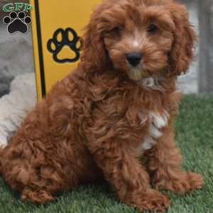 Cody, Cavapoo Puppy