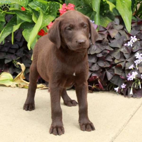 Cade, Chocolate Labrador Retriever Puppy