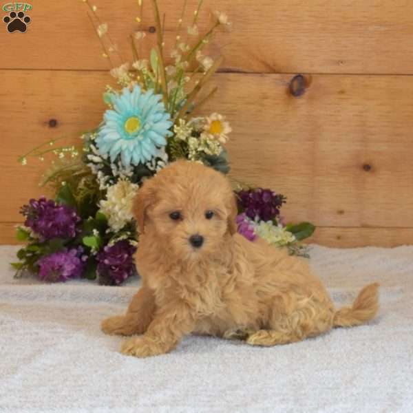 Cali, Maltipoo Puppy