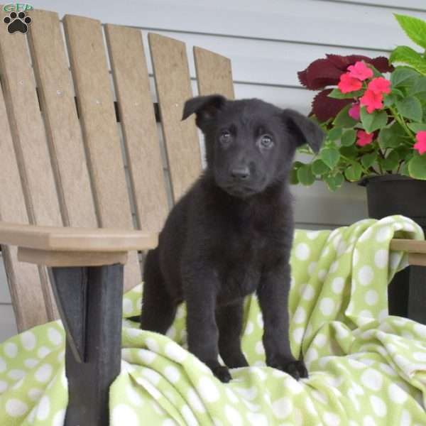 Callie, German Shepherd Puppy