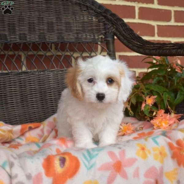Callie, Cavachon Puppy