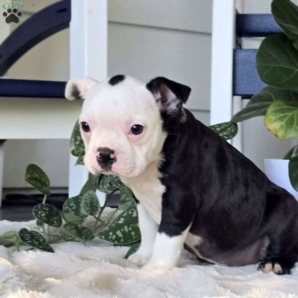 Callie, Boston Terrier Puppy