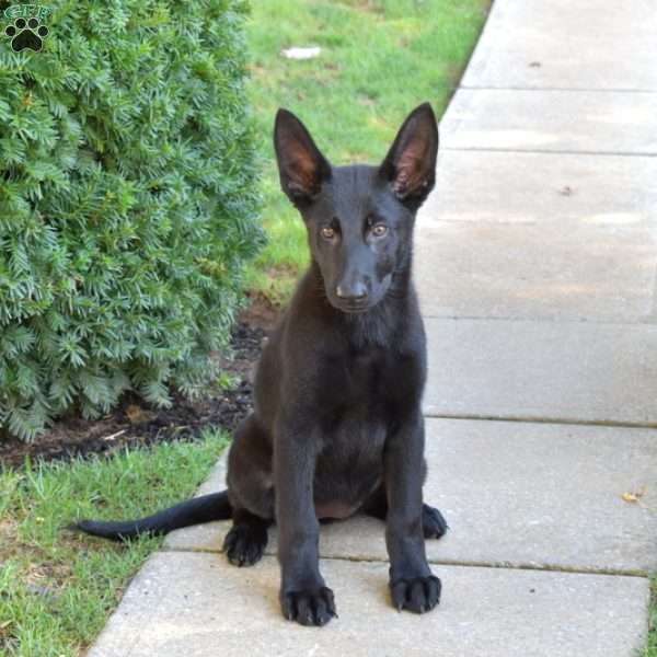 Callie, German Shepherd Puppy