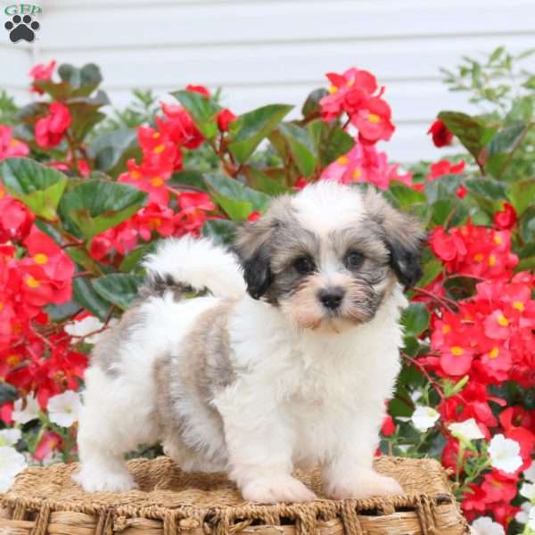 Callie, Teddy Bear Puppy