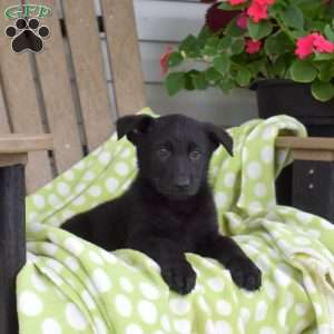 Callie, German Shepherd Puppy