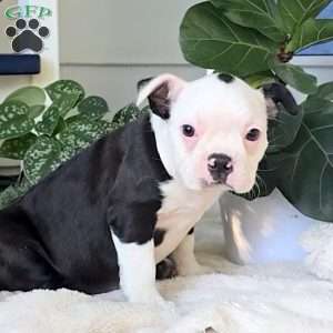 Callie, Boston Terrier Puppy
