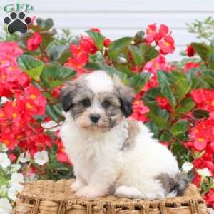 Callie, Teddy Bear Puppy