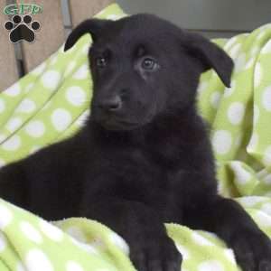 Callie, German Shepherd Puppy