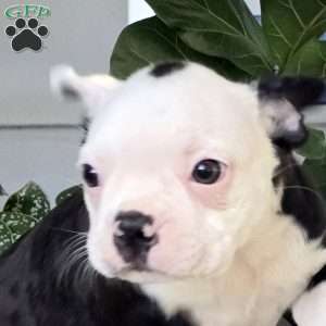 Callie, Boston Terrier Puppy