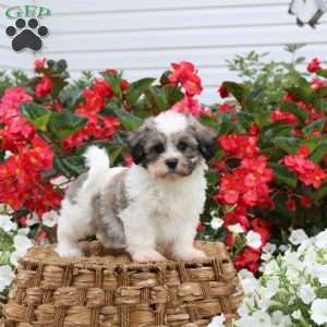 Callie, Teddy Bear Puppy