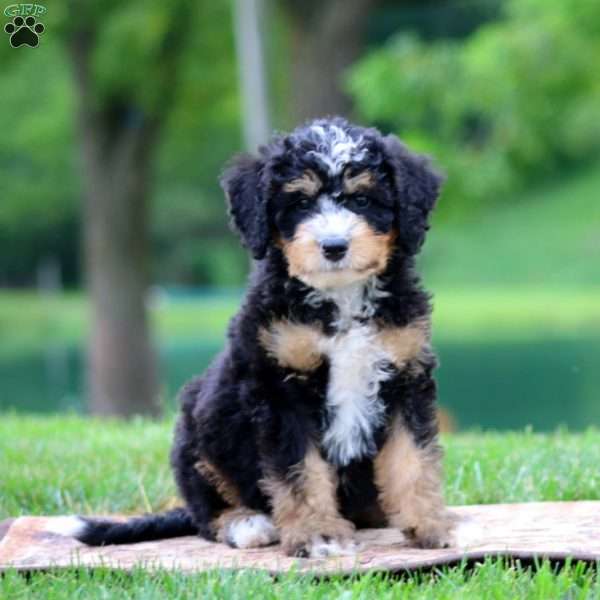 Calvin, Bernedoodle Puppy