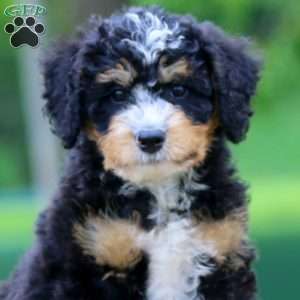 Calvin, Bernedoodle Puppy