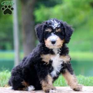 Calvin, Bernedoodle Puppy