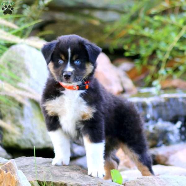 Cam, Miniature Australian Shepherd Puppy
