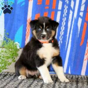 Cam, Miniature Australian Shepherd Puppy
