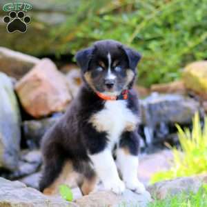 Cam, Miniature Australian Shepherd Puppy
