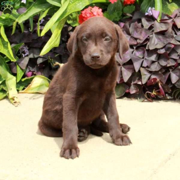 Cami, Chocolate Labrador Retriever Puppy