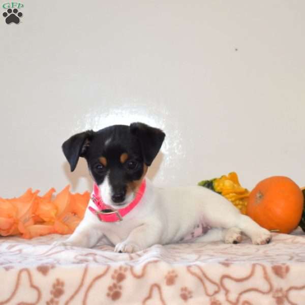Candy, Jack Russell Terrier Puppy
